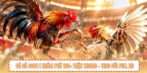 Đá Gà SC88 | Khám Phá 100+ Trận Thomo - Theo Dõi Full HD