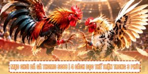 Mẹo Chơi Đá Gà Thomo SC88 | 4 Cách Đọc Thế Trận Trong 3 Phút