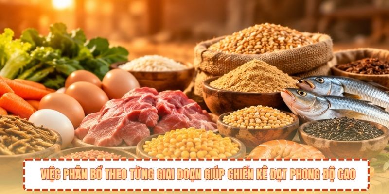 Việc phân bổ theo từng giai đoạn giúp chiến kê đạt phong độ cao